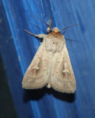 Réf. 242 463 : Mythimna ferrago